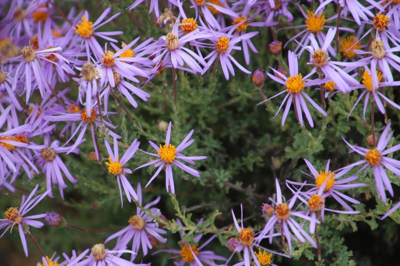 Felicia brevifolia photo 2