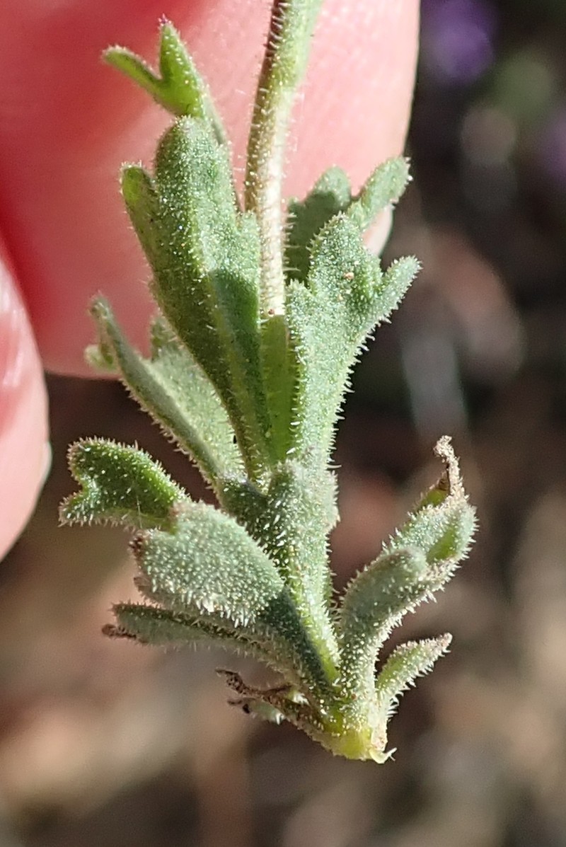 Felicia brevifolia photo 3