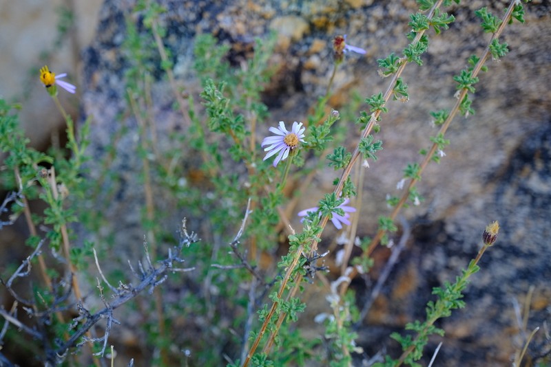Felicia brevifolia photo 4