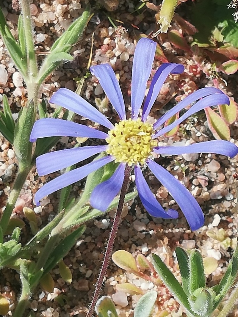 Felicia brevifolia photo 6