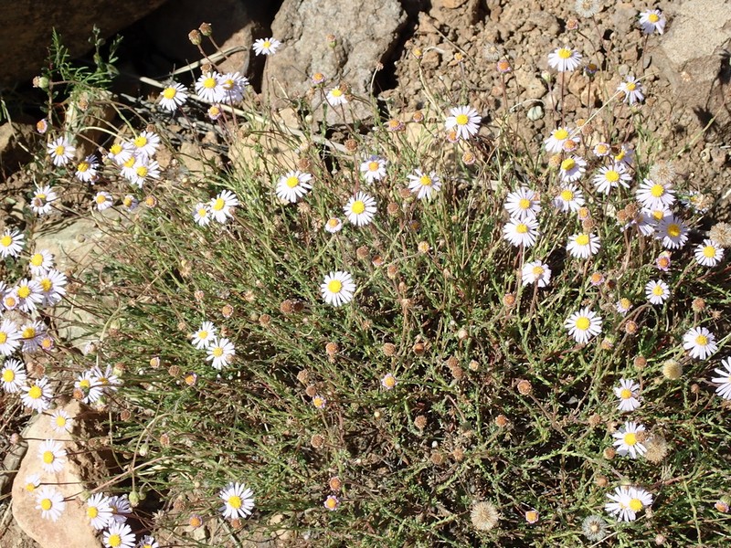 Felicia caespitosa