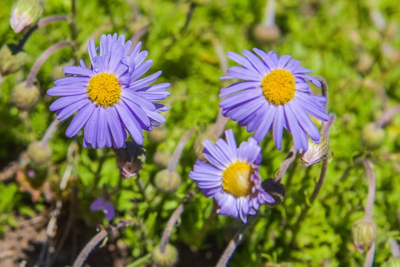 Felicia caespitosa photo 2
