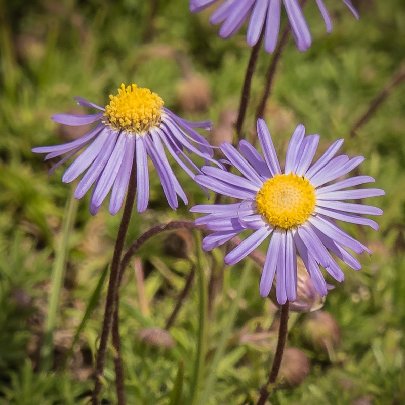 Felicia caespitosa photo 6