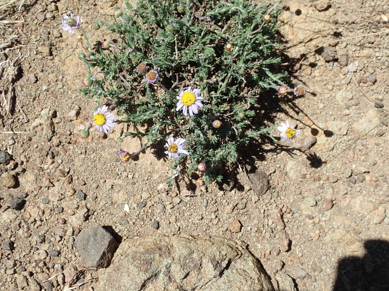 Felicia caespitosa photo 7