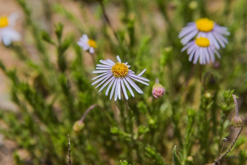 Felicia caespitosa photo 8