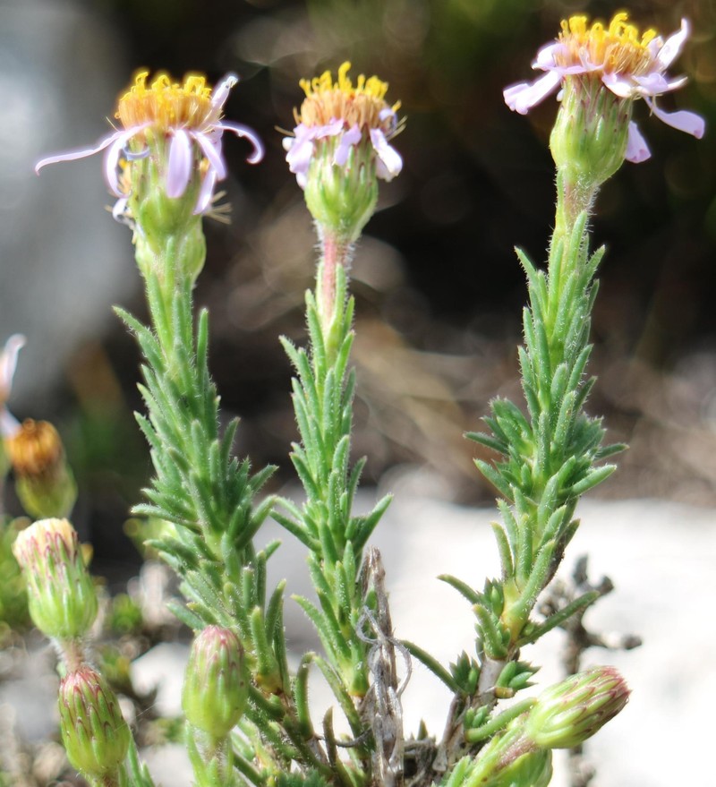Felicia canaliculata