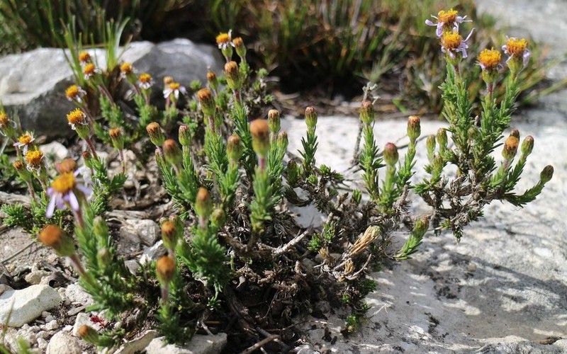 Felicia canaliculata photo 2