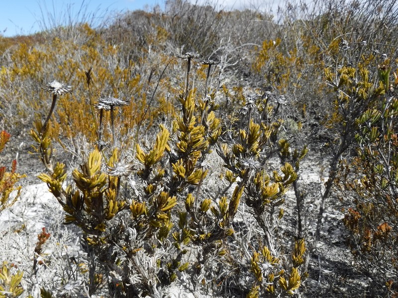 Felicia canaliculata photo 3