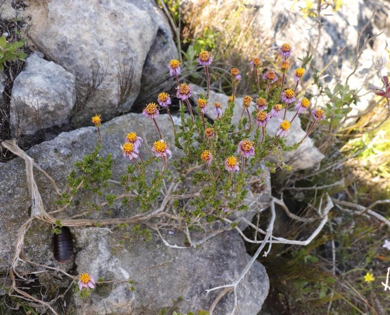 Felicia canaliculata photo 4