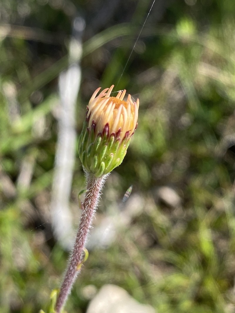 Felicia canaliculata photo 5