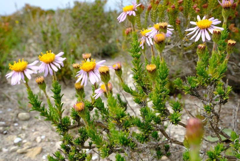 Felicia canaliculata photo 6