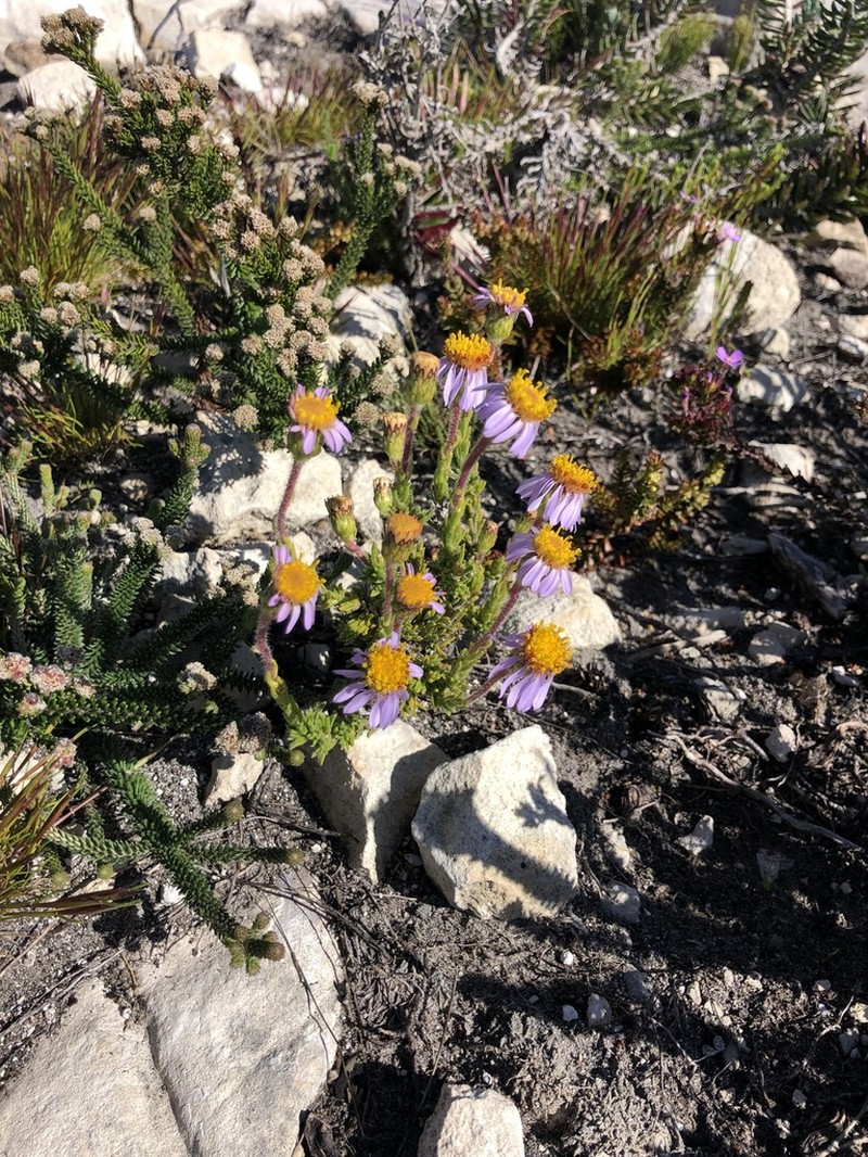 Felicia canaliculata photo 7