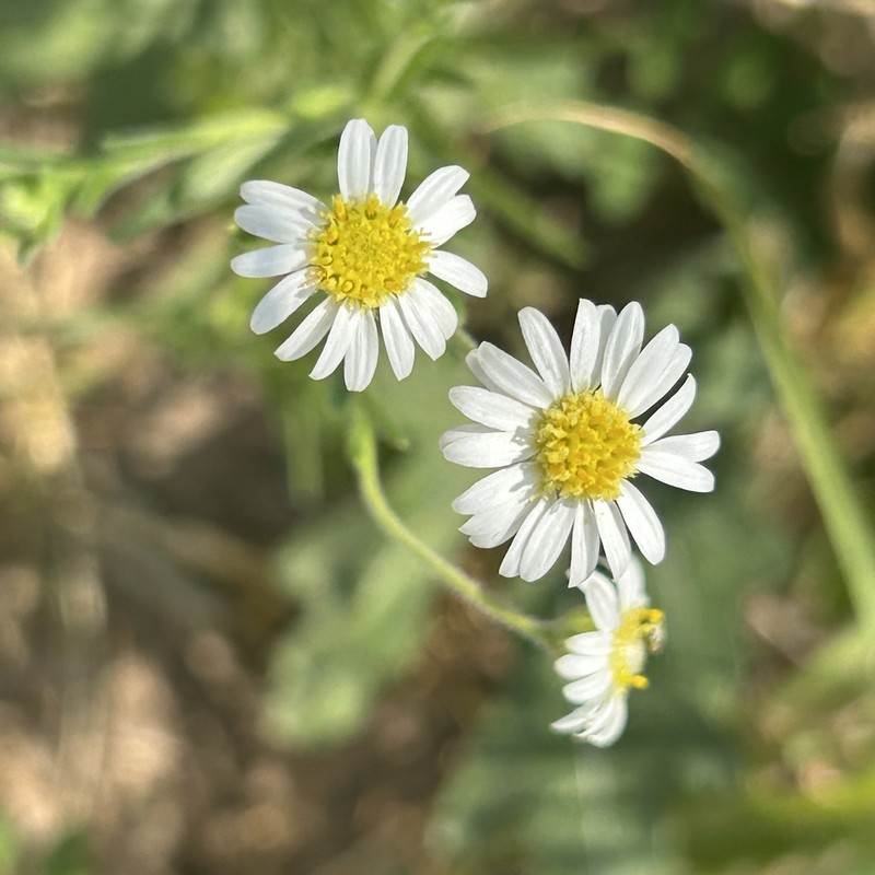 Felicia clavipilosa