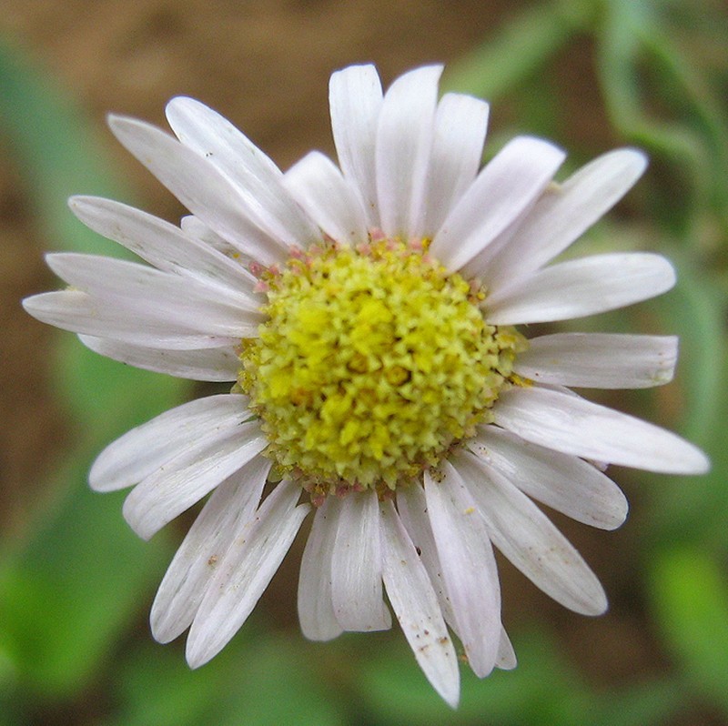 Felicia clavipilosa photo 3