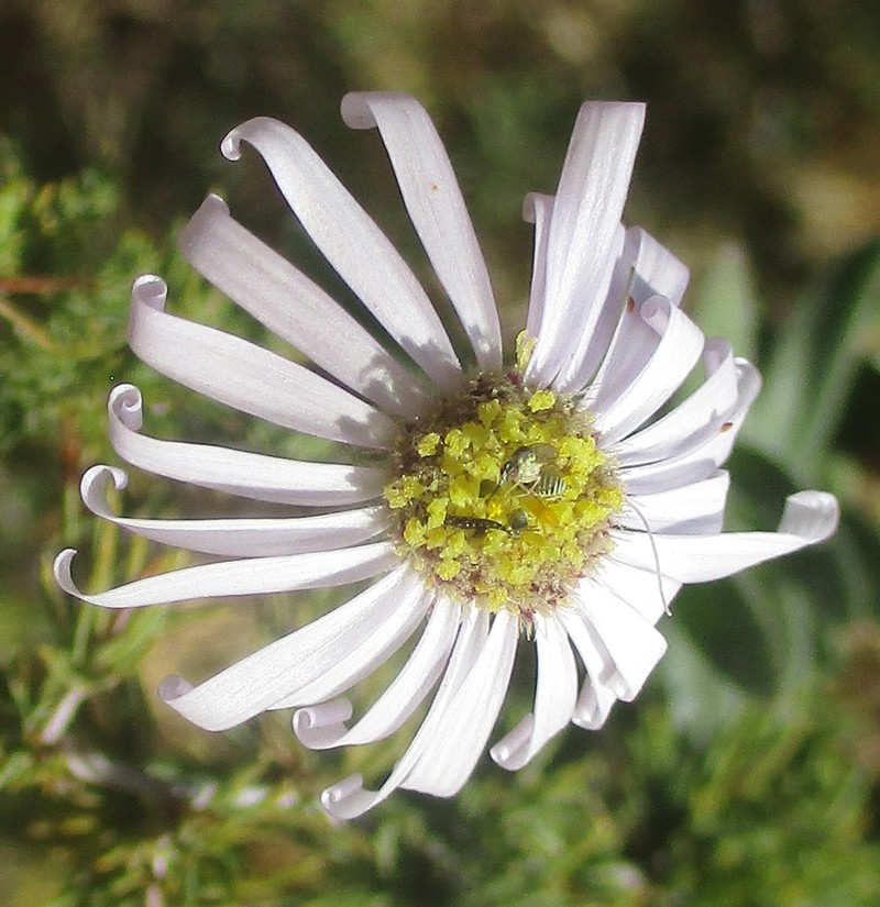 Felicia clavipilosa photo 5