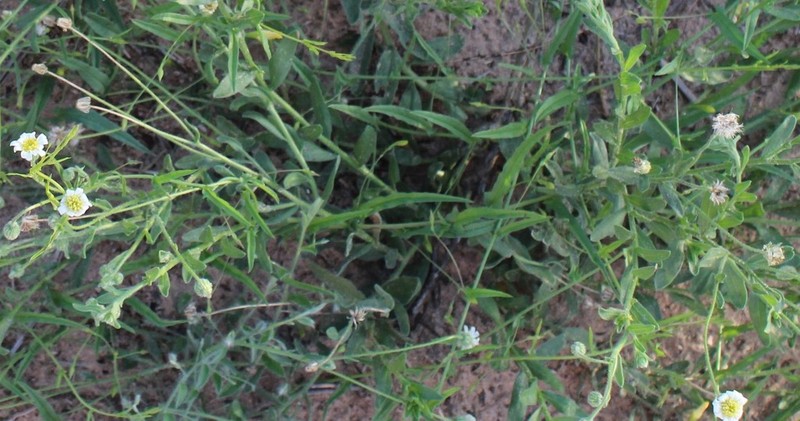 Felicia clavipilosa photo 6