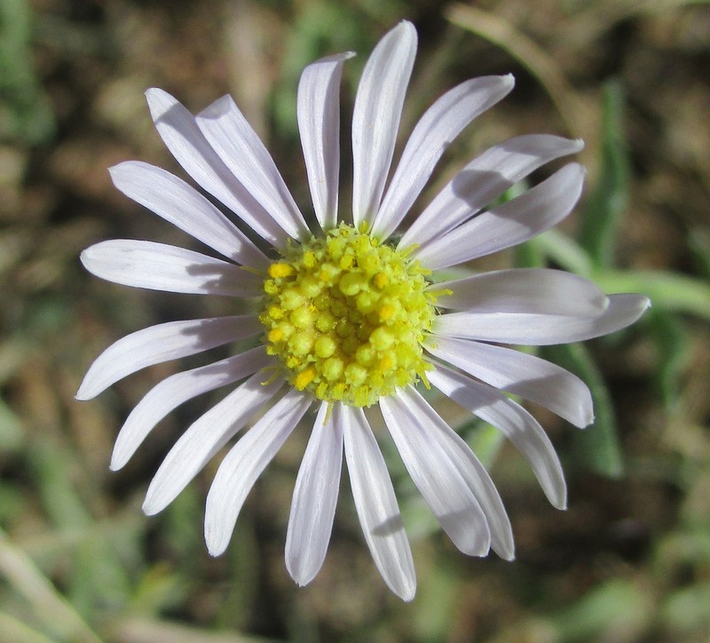 Felicia clavipilosa photo 8