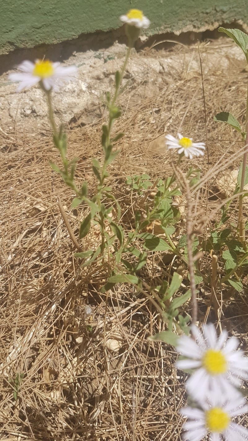 Felicia clavipilosa subsp. clavipilosa