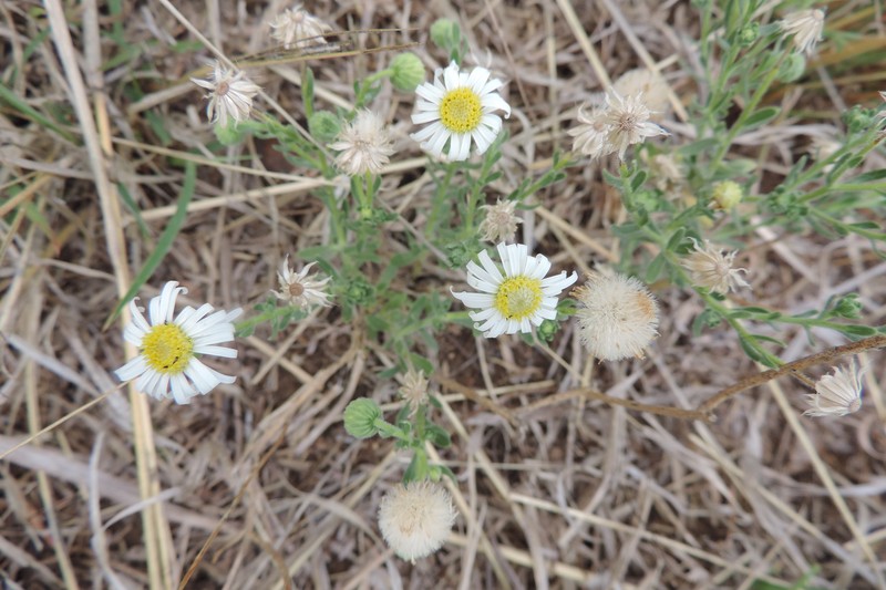 Felicia clavipilosa subsp. clavipilosa photo 2