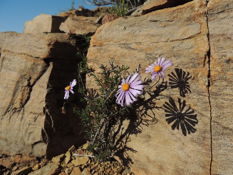 Felicia clavipilosa subsp. clavipilosa photo 3