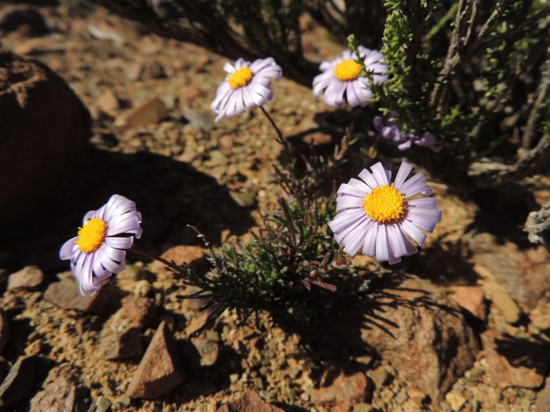 Felicia clavipilosa subsp. clavipilosa photo 4