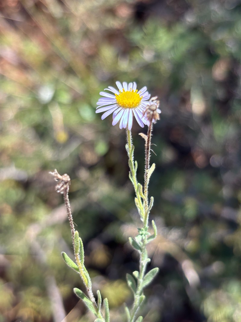Felicia clavipilosa subsp. transvaalensis