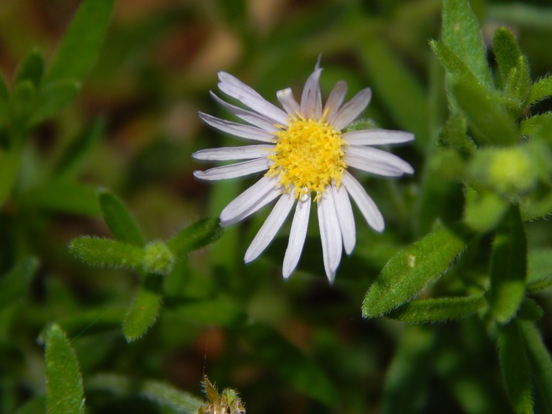 Felicia clavipilosa subsp. transvaalensis photo 2
