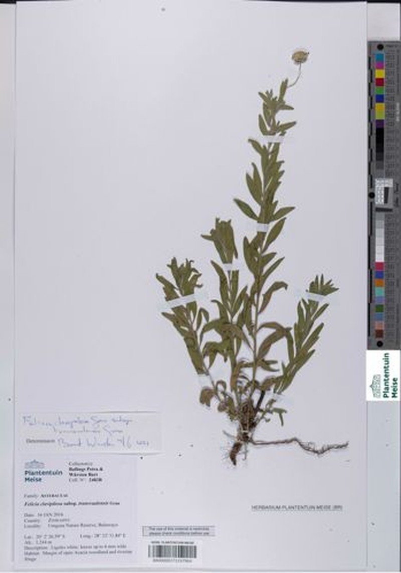Felicia clavipilosa subsp. transvaalensis photo 4