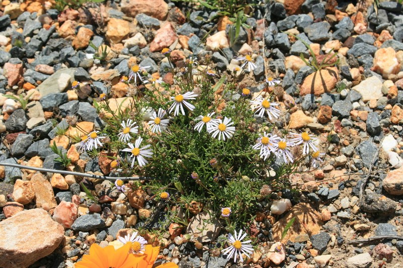 Felicia comptonii
