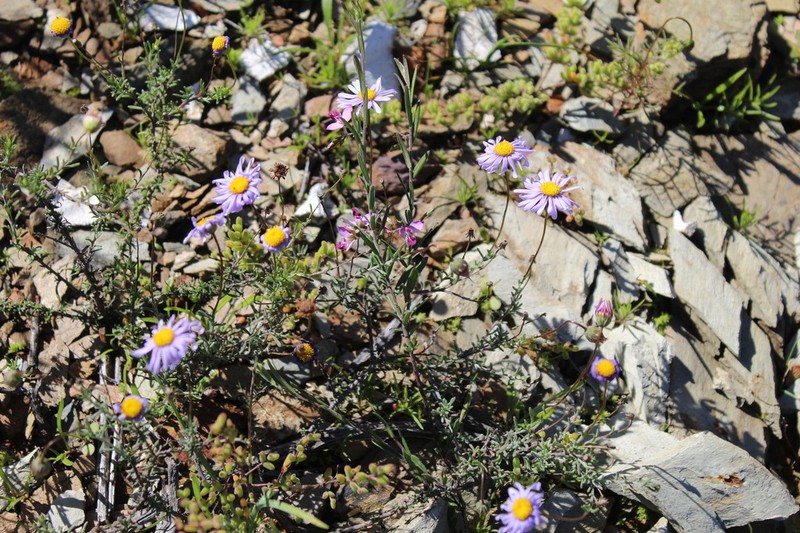 Felicia comptonii photo 3