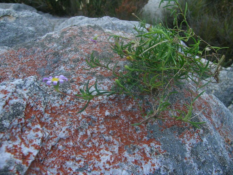 Felicia comptonii photo 4
