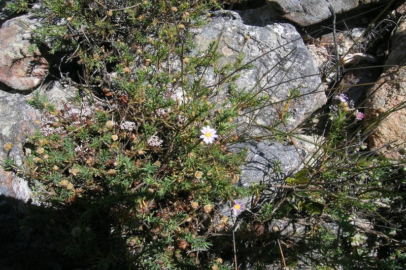 Felicia comptonii photo 5