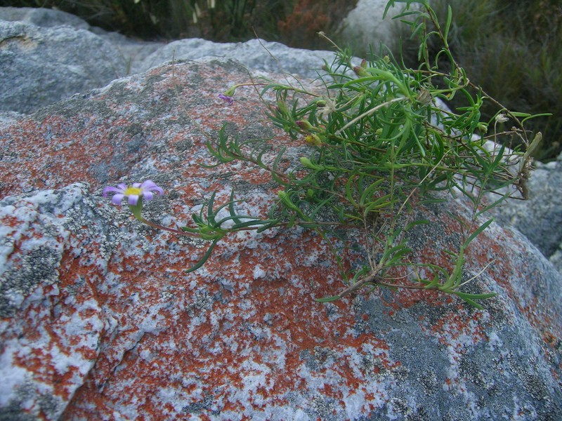 Felicia comptonii photo 7