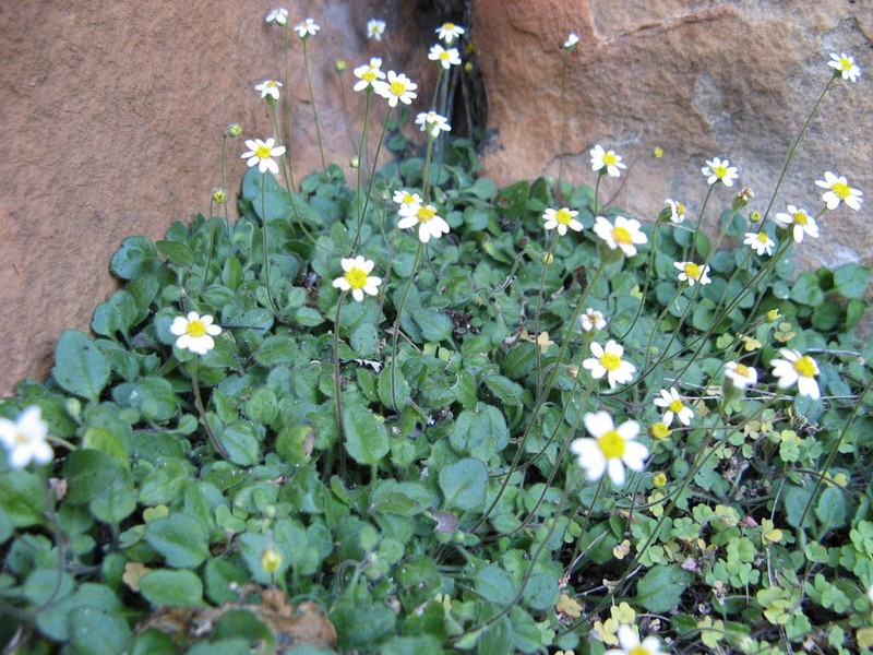 Felicia cymbalariae photo 3