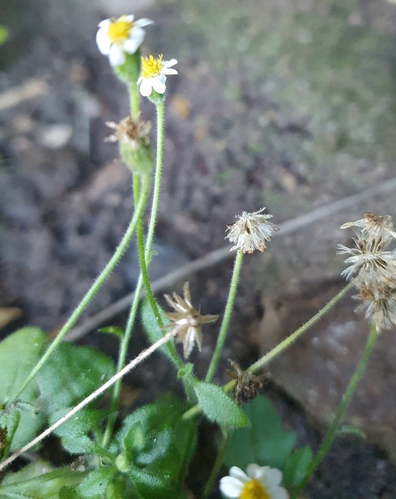 Felicia cymbalariae photo 5