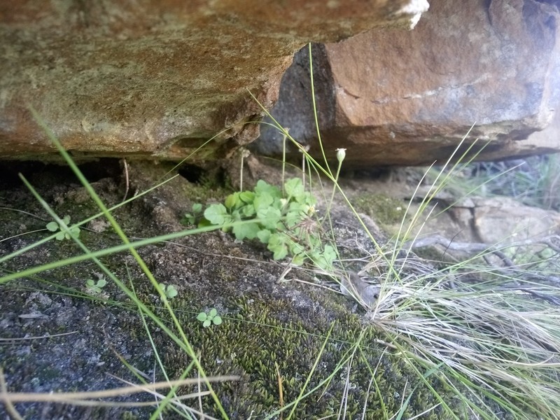 Felicia cymbalariae photo 7