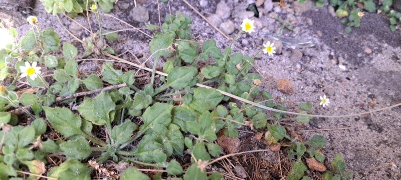 Felicia cymbalariae subsp. cymbalariae