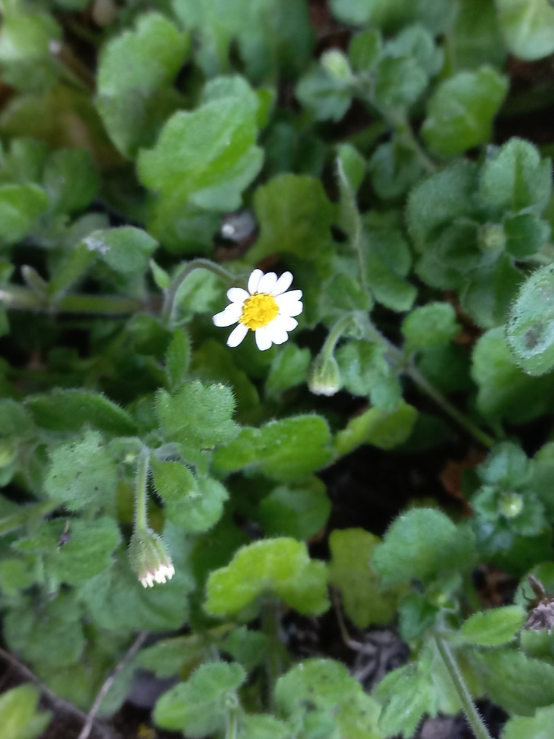 Felicia cymbalariae subsp. cymbalariae photo 2