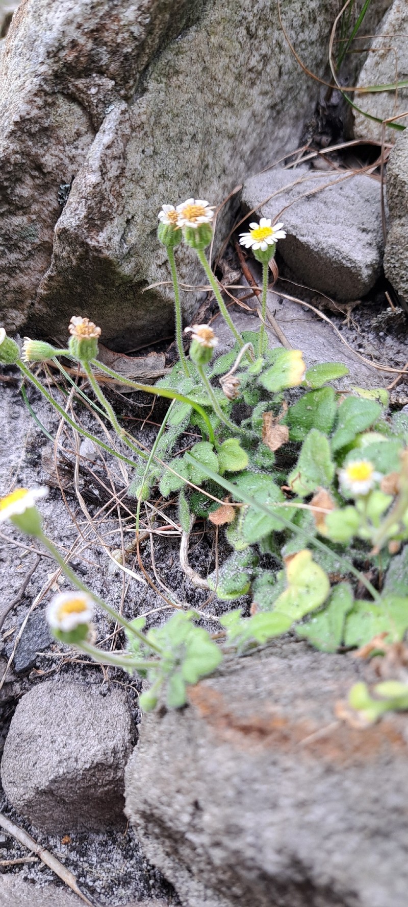 Felicia cymbalariae subsp. cymbalariae photo 4