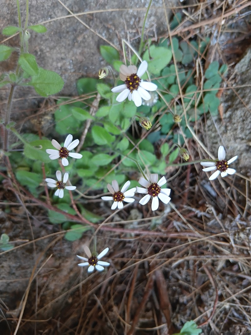 Felicia cymbalariae subsp. ionops