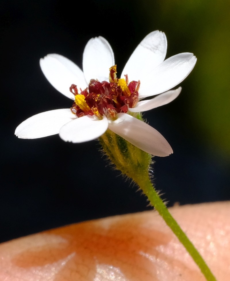 Felicia cymbalariae subsp. ionops photo 2