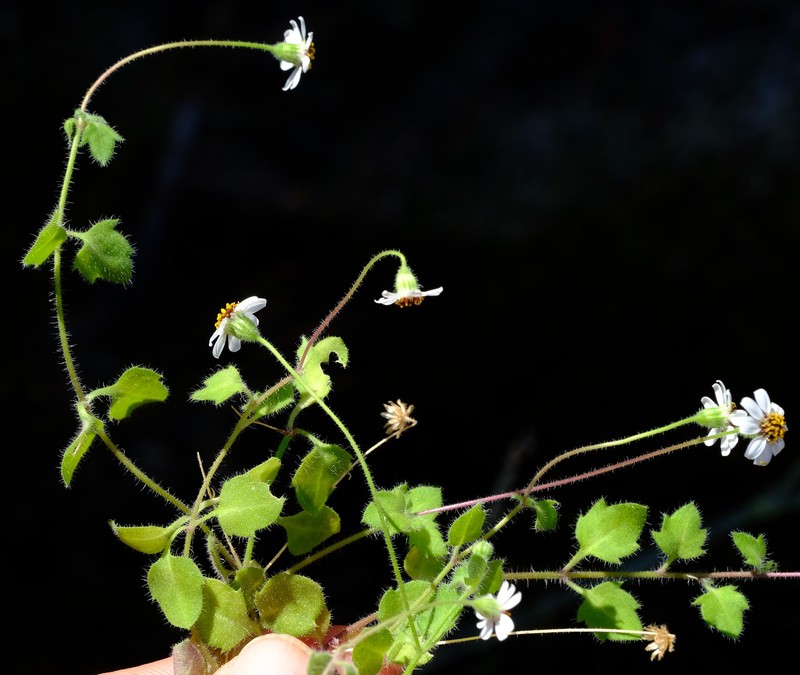 Felicia cymbalariae subsp. ionops photo 3