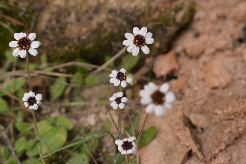 Felicia cymbalariae subsp. ionops photo 4