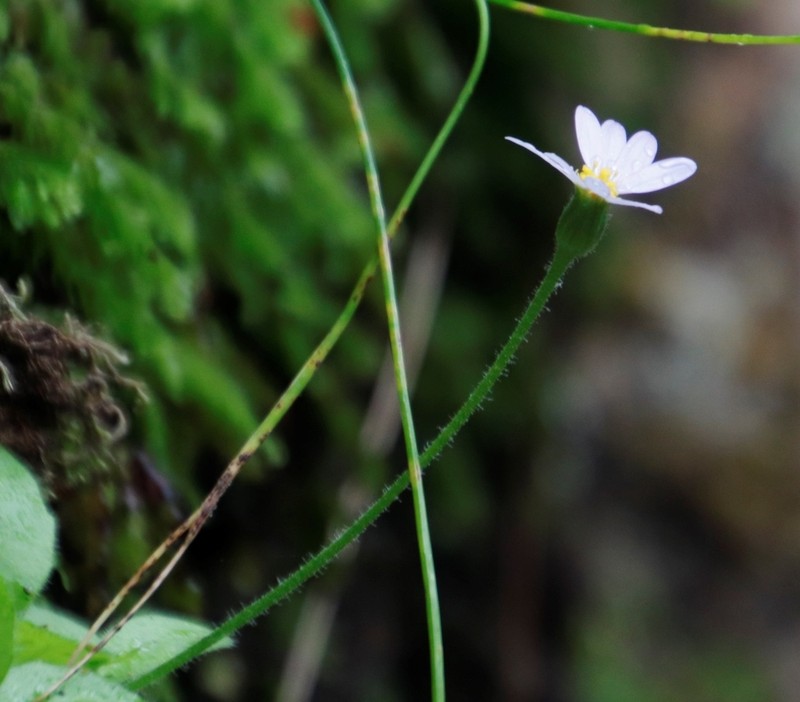 Felicia cymbalarioides photo 2
