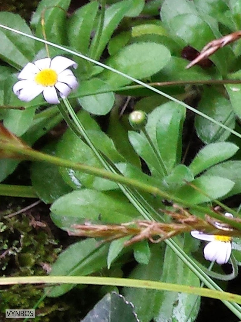 Felicia cymbalarioides photo 3
