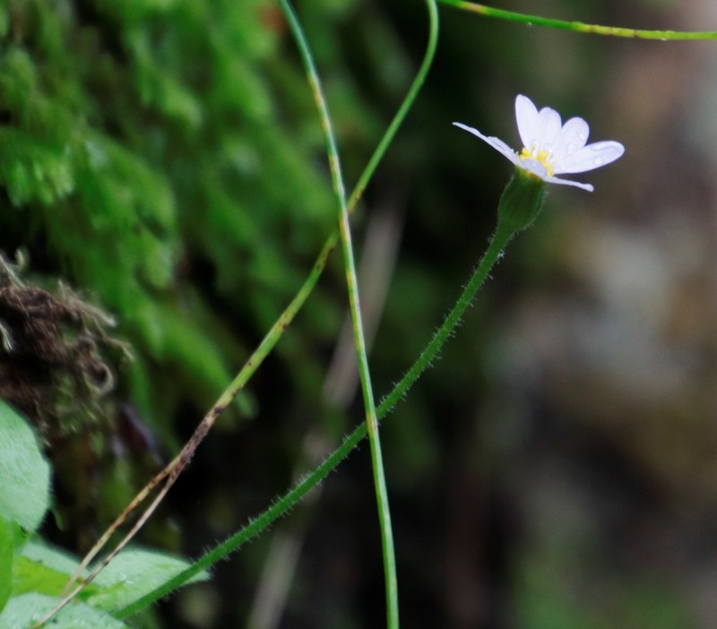 Felicia cymbalarioides photo 4