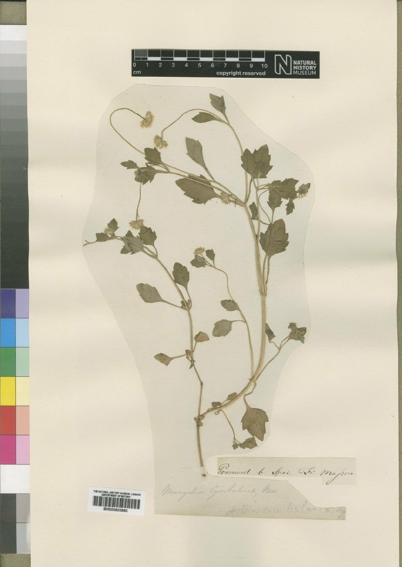 Felicia cymbalarioides photo 5