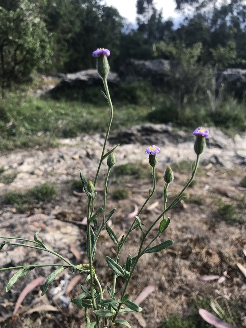 Felicia dentata