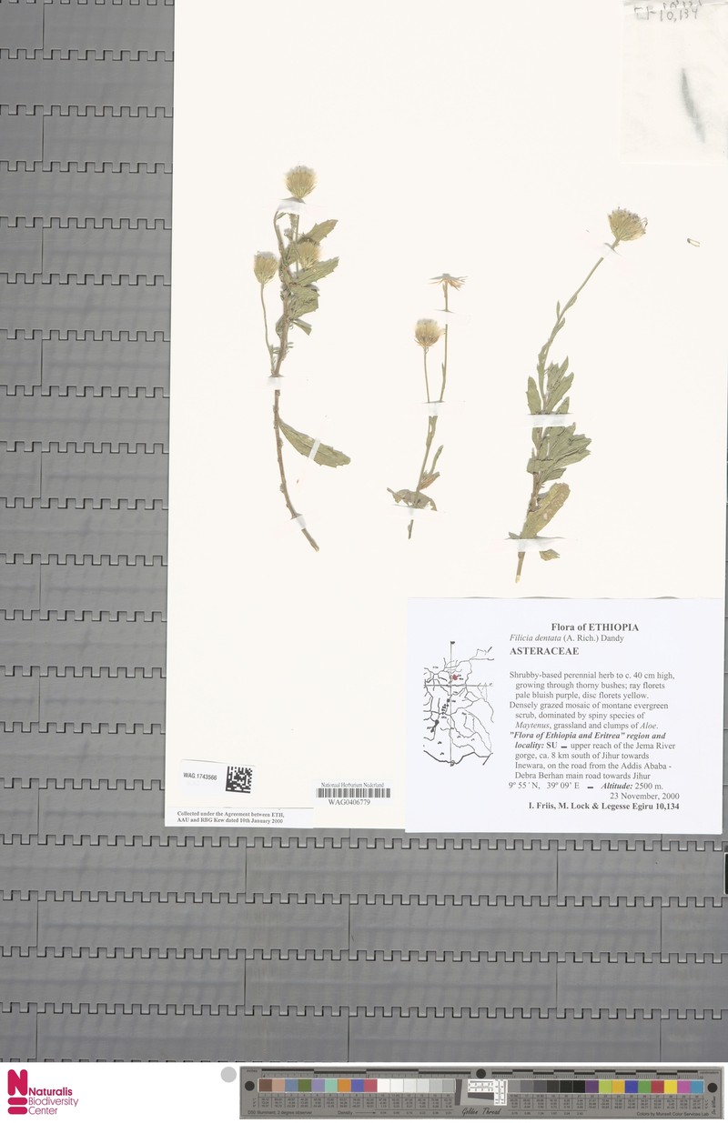 Felicia dentata photo 4