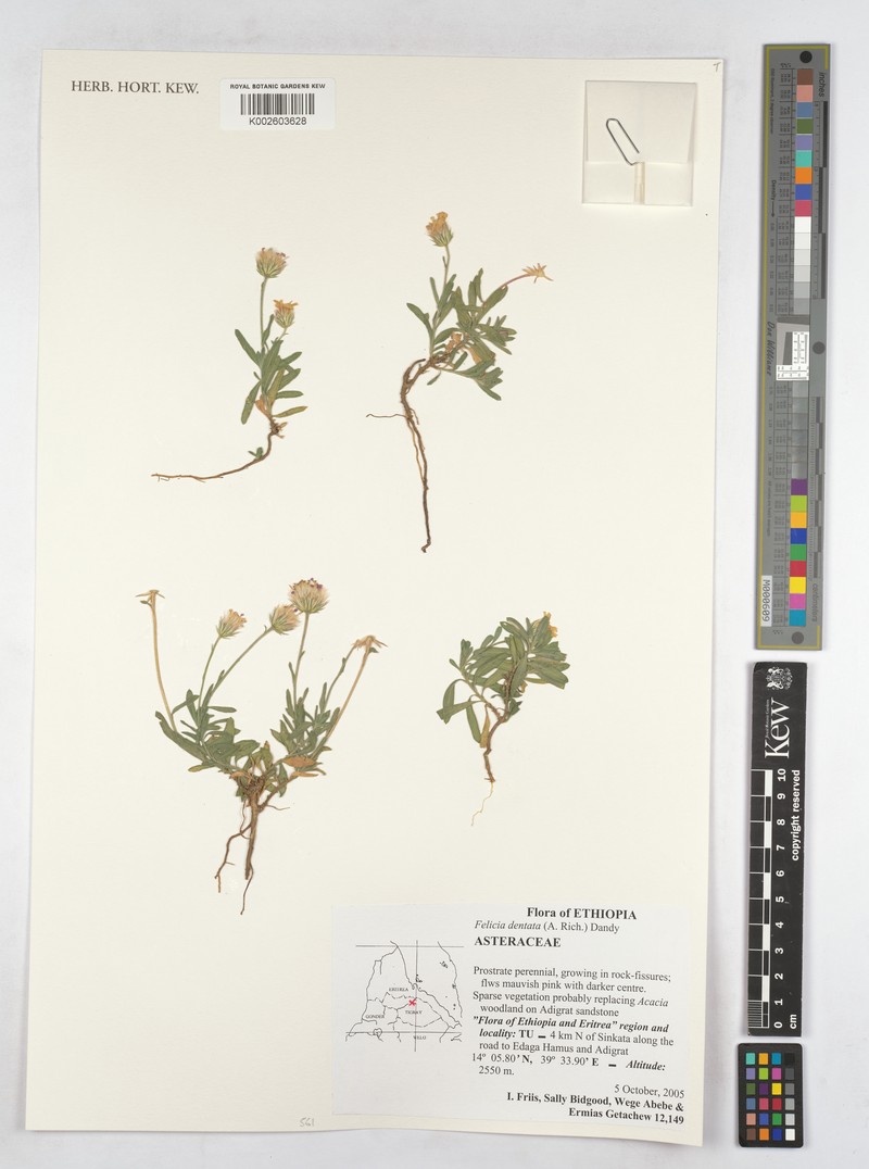 Felicia dentata subsp. dentata